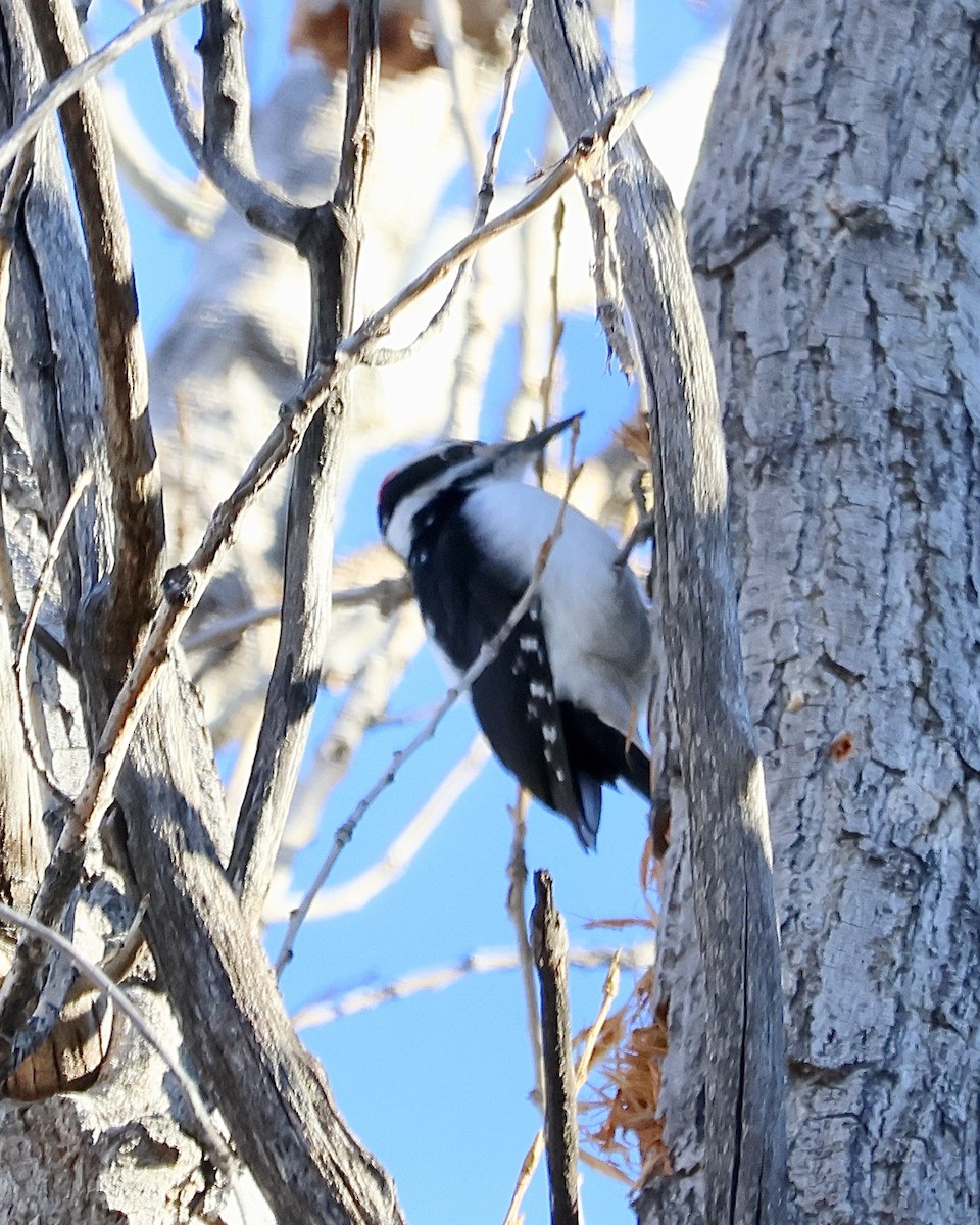 Hairy Woodpecker - ML648947506