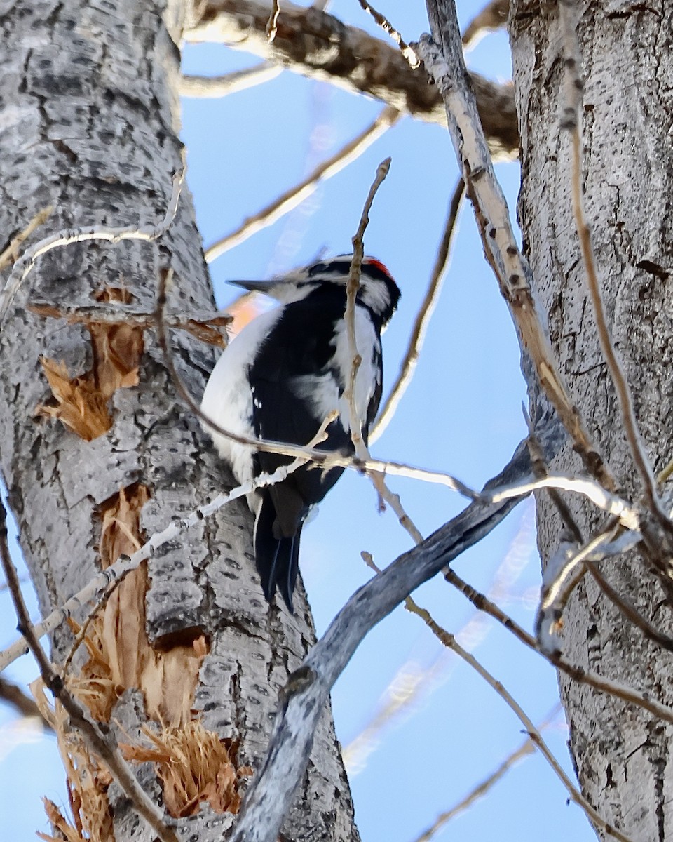 Hairy Woodpecker - ML648947507