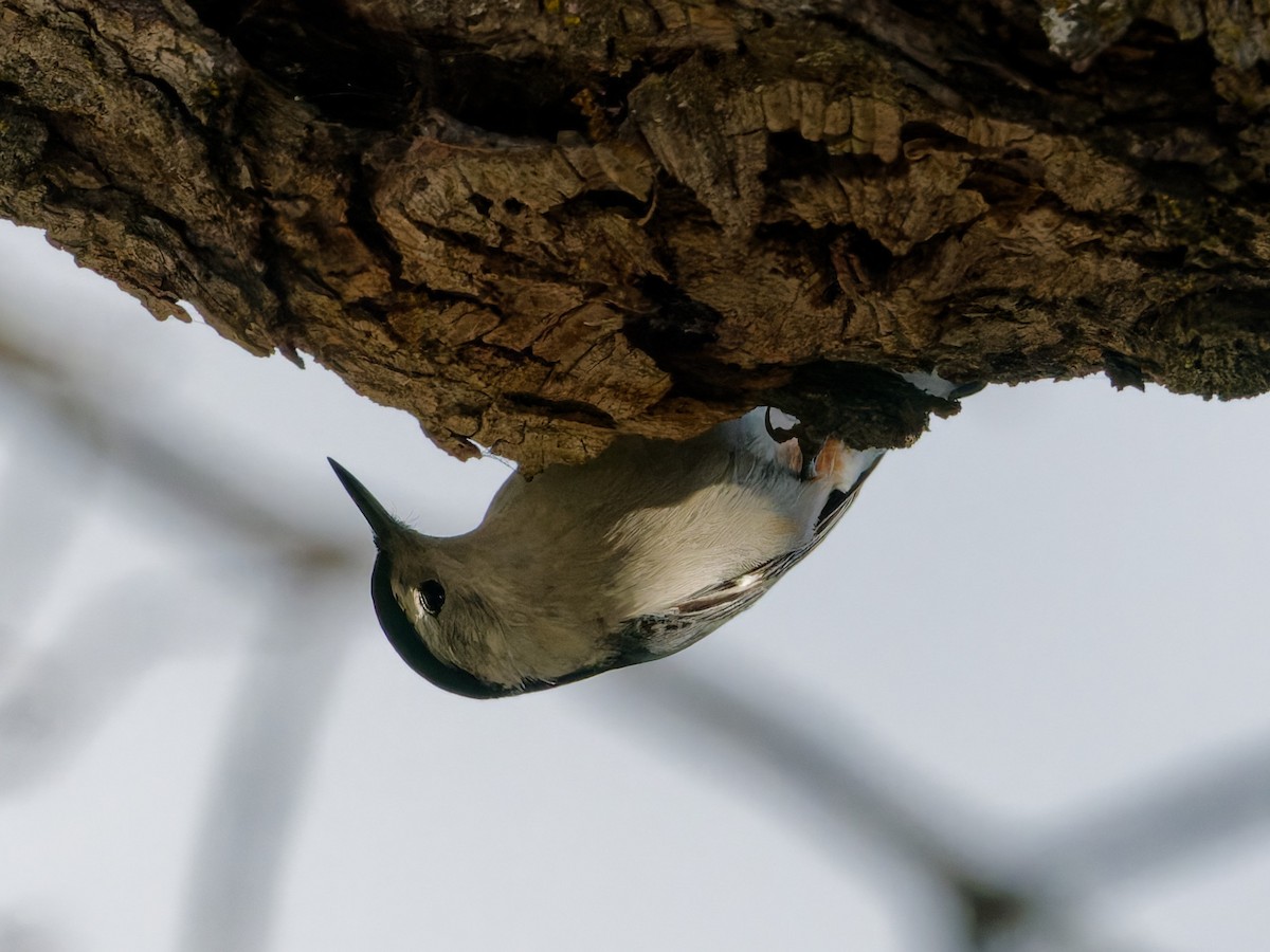 White-breasted Nuthatch - ML648947510