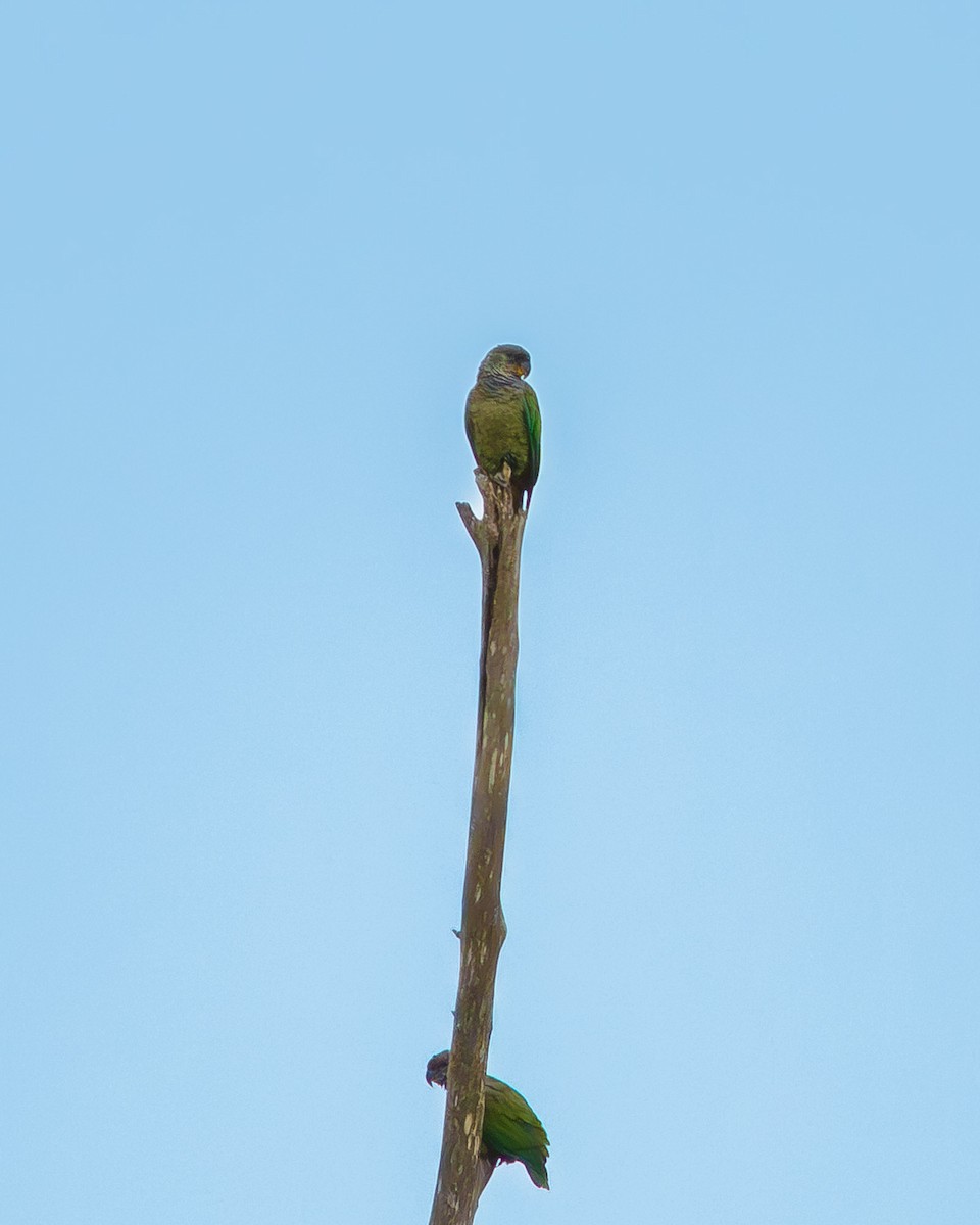 Scaly-headed Parrot - ML648947513