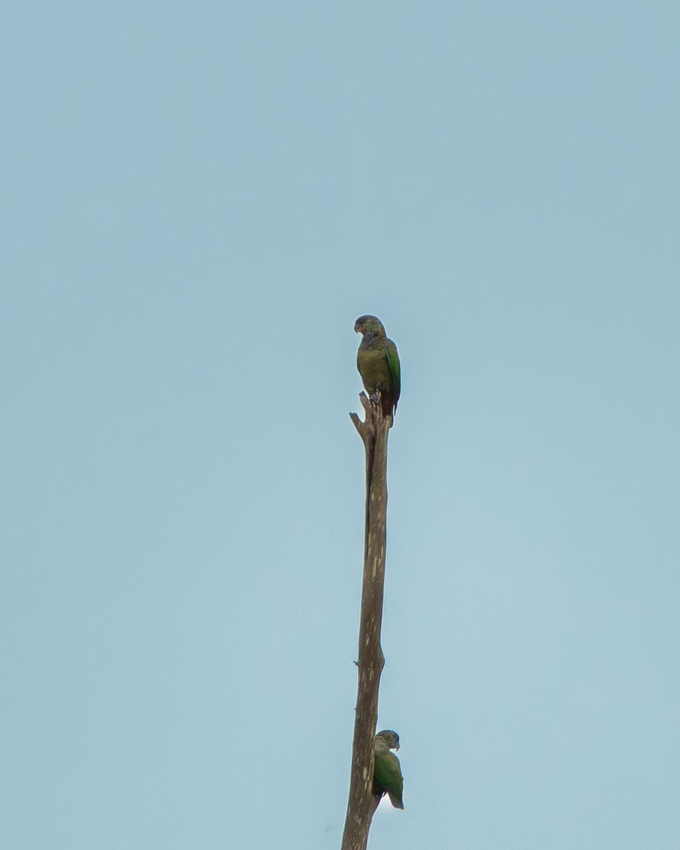 Scaly-headed Parrot - ML648947514