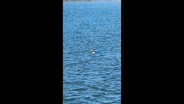 長尾鴨 - ML648947534