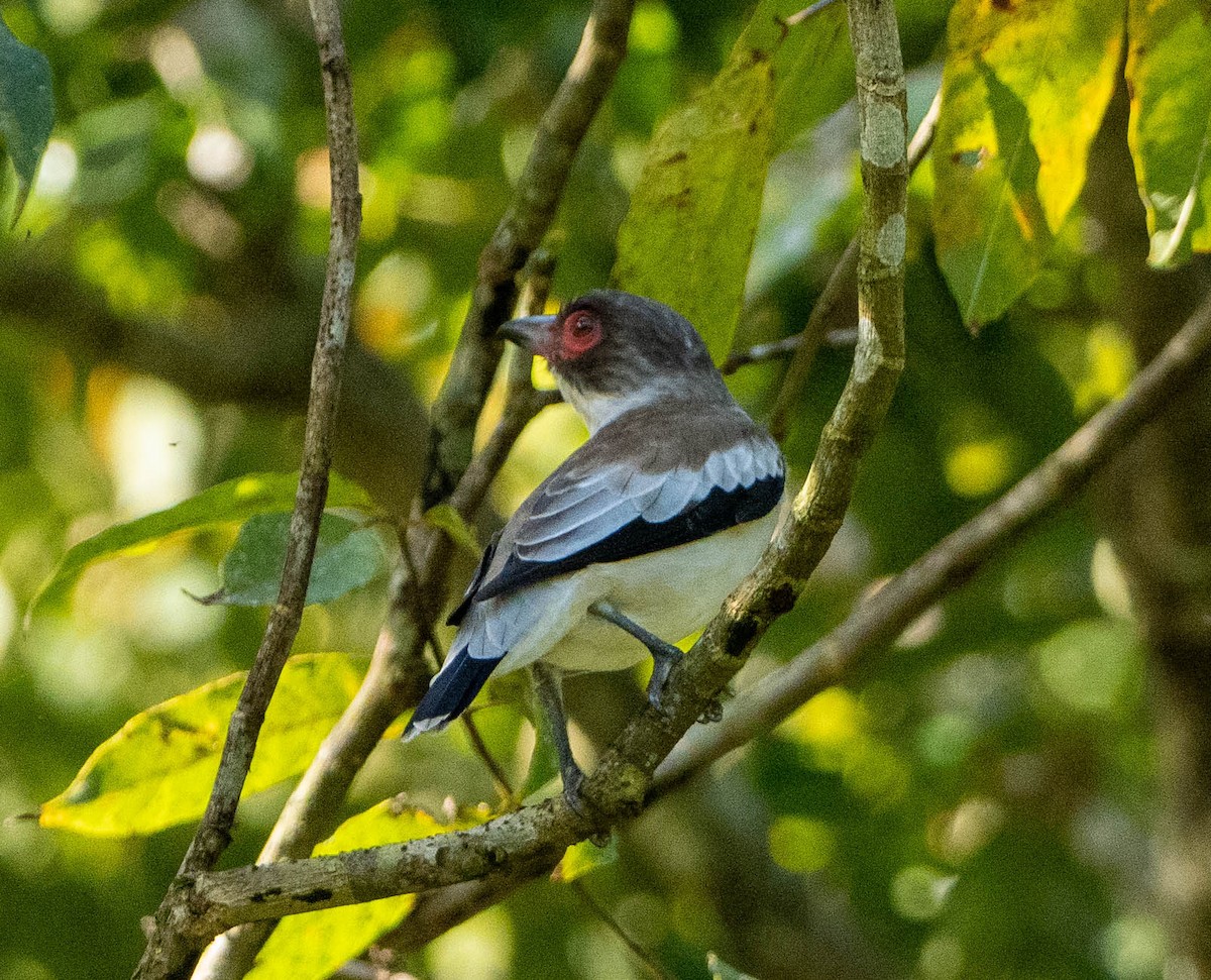 Masked Tityra - ML648947647