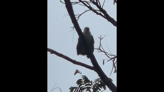 White Hawk - ML648947870