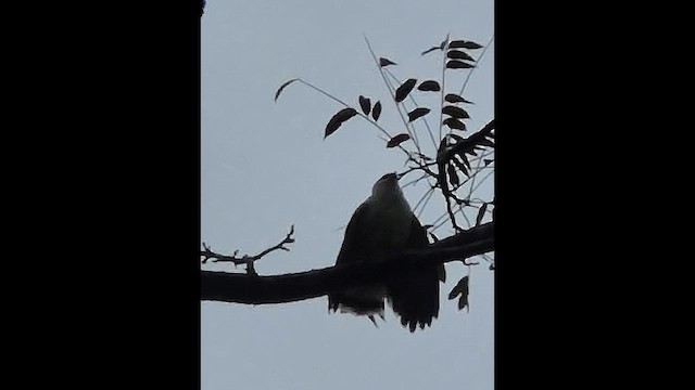 White Hawk - ML648947871