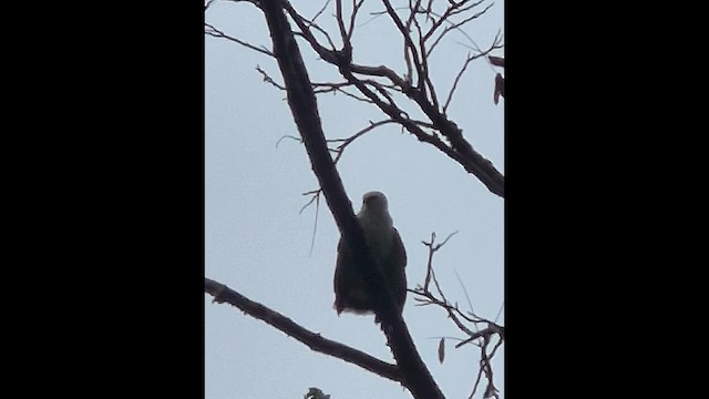 White Hawk - ML648947872