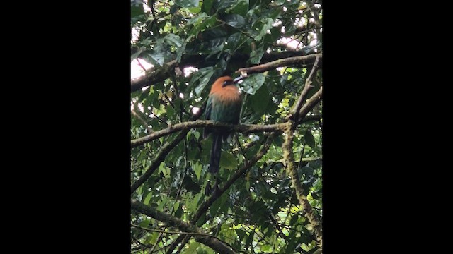 Broad-billed Motmot - ML648947885