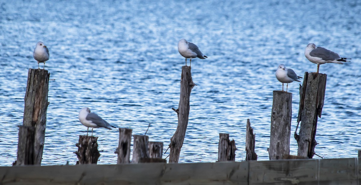 Delawareko kaioa - ML648947902