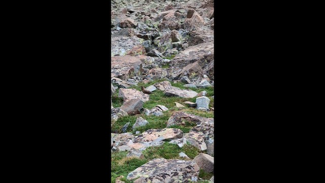 Brown-capped Rosy-Finch - ML648947930