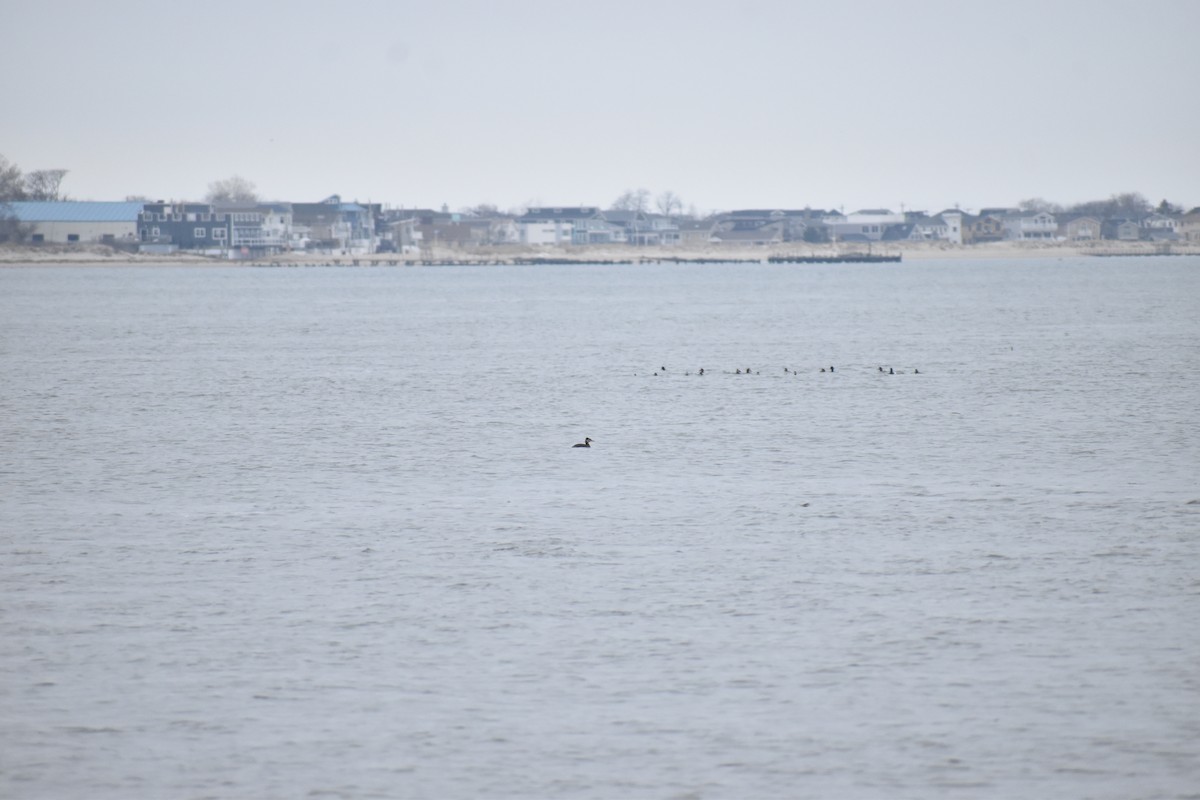 Red-necked Grebe - ML648948041