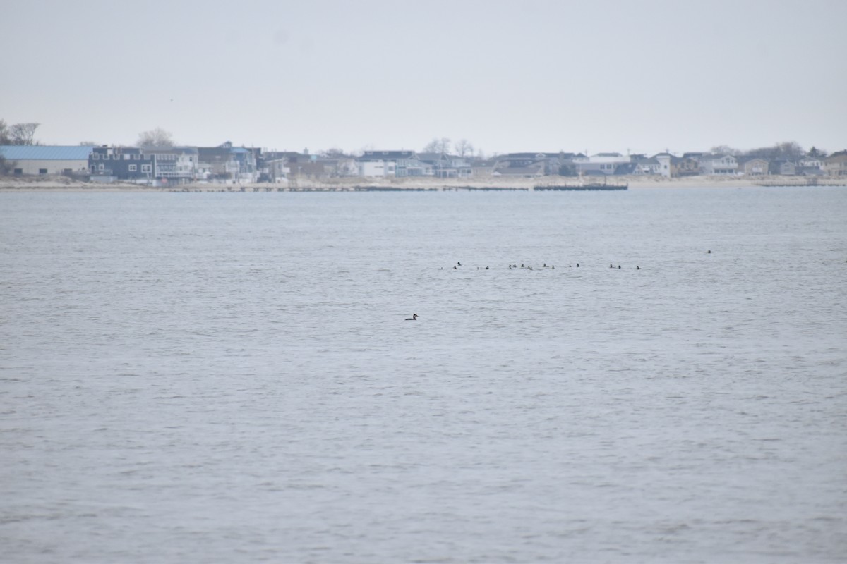 Red-necked Grebe - ML648948042