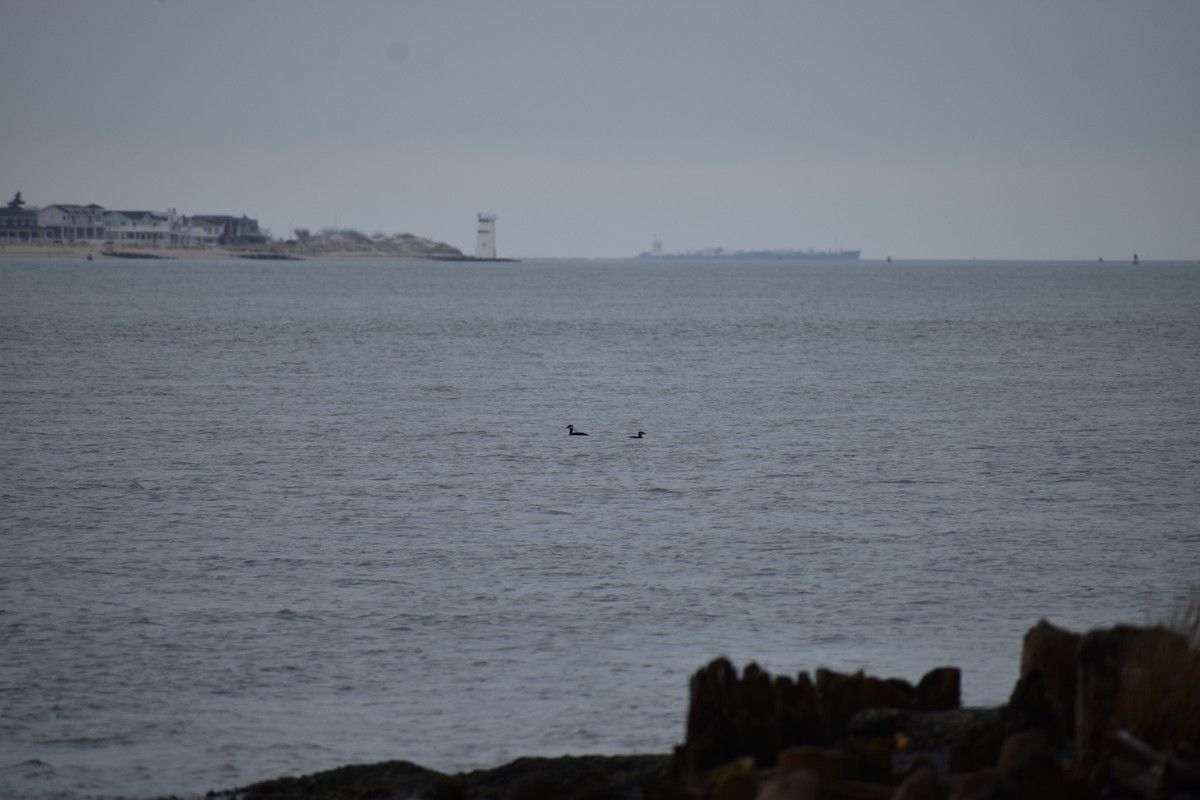 Red-necked Grebe - ML648948068