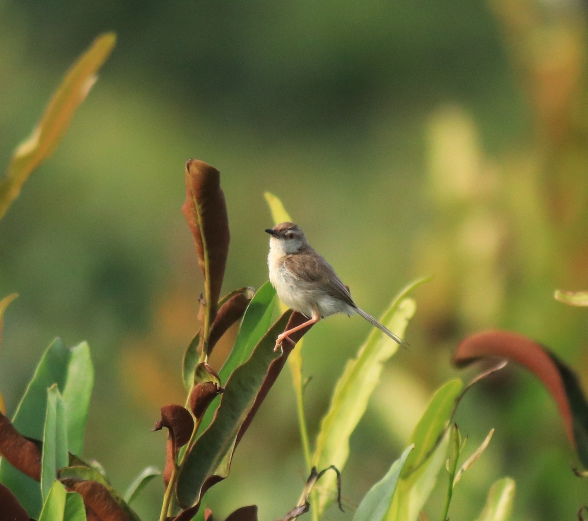 Schlichtprinie - ML648948082