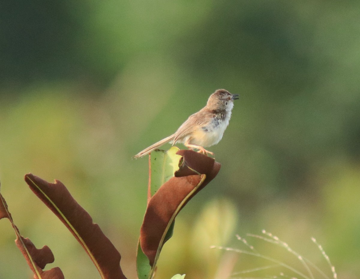 Schlichtprinie - ML648948083