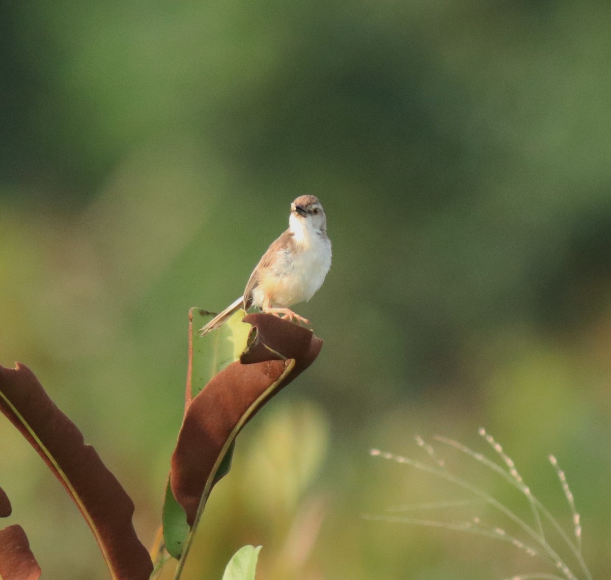 Schlichtprinie - ML648948084