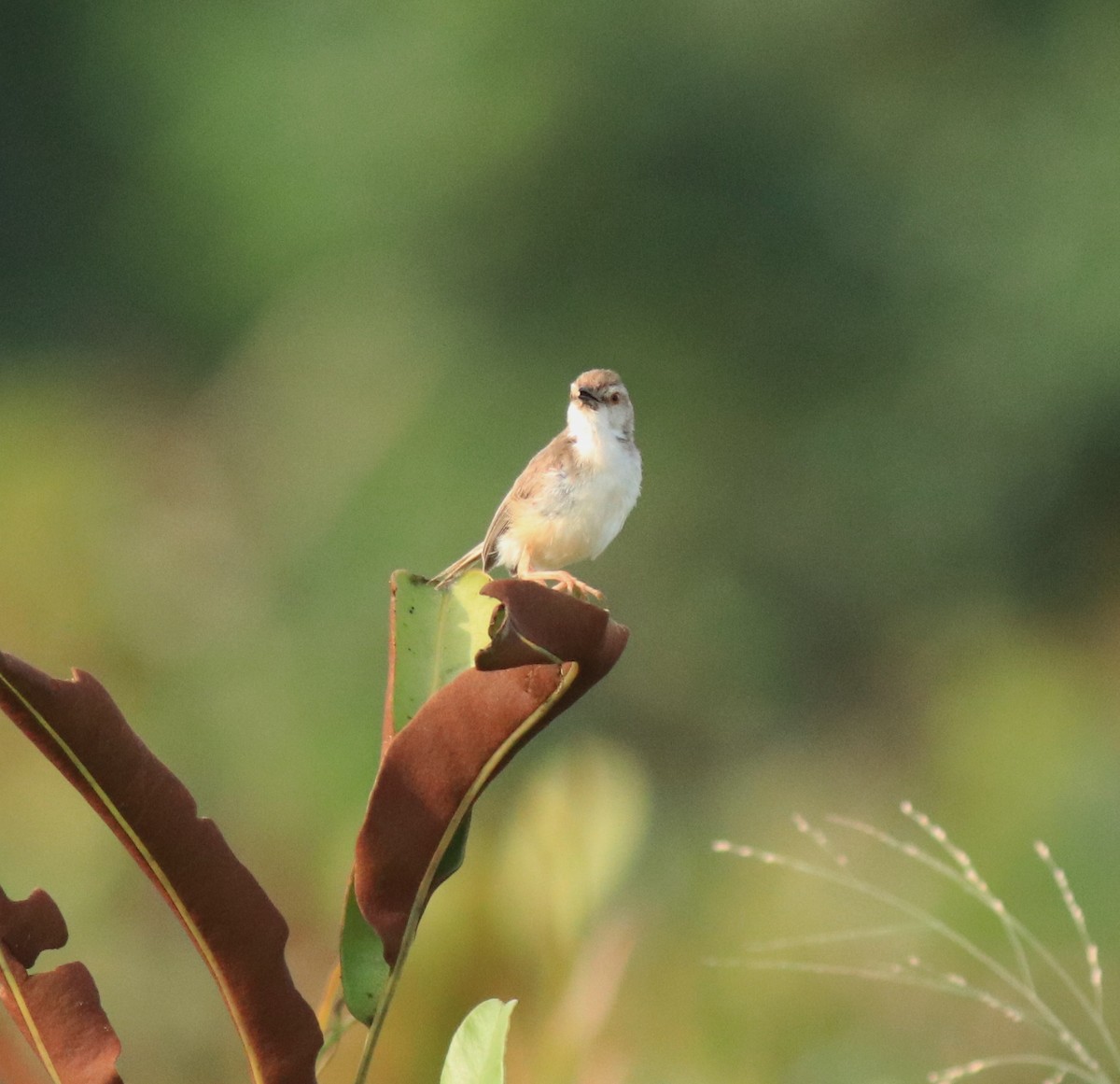 Schlichtprinie - ML648948087