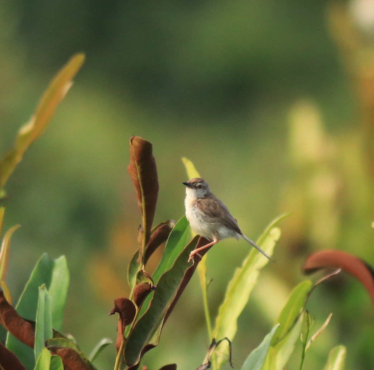 Schlichtprinie - ML648948088