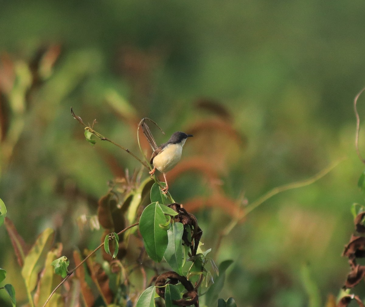 Rostbauchprinie - ML648948184