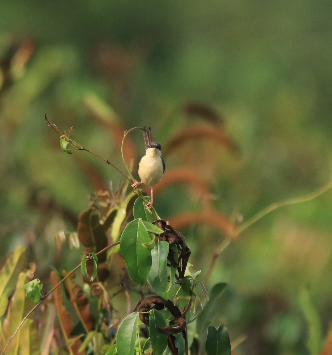 Rostbauchprinie - ML648948185