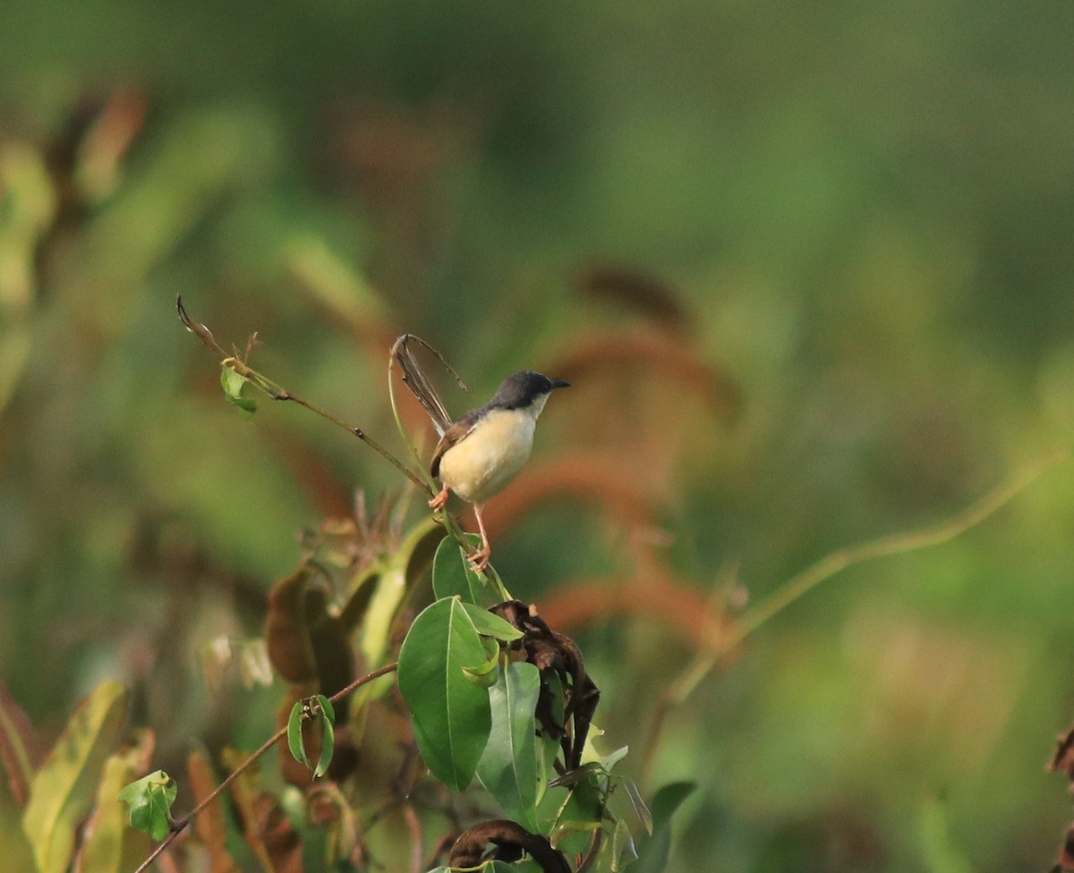 Rostbauchprinie - ML648948186