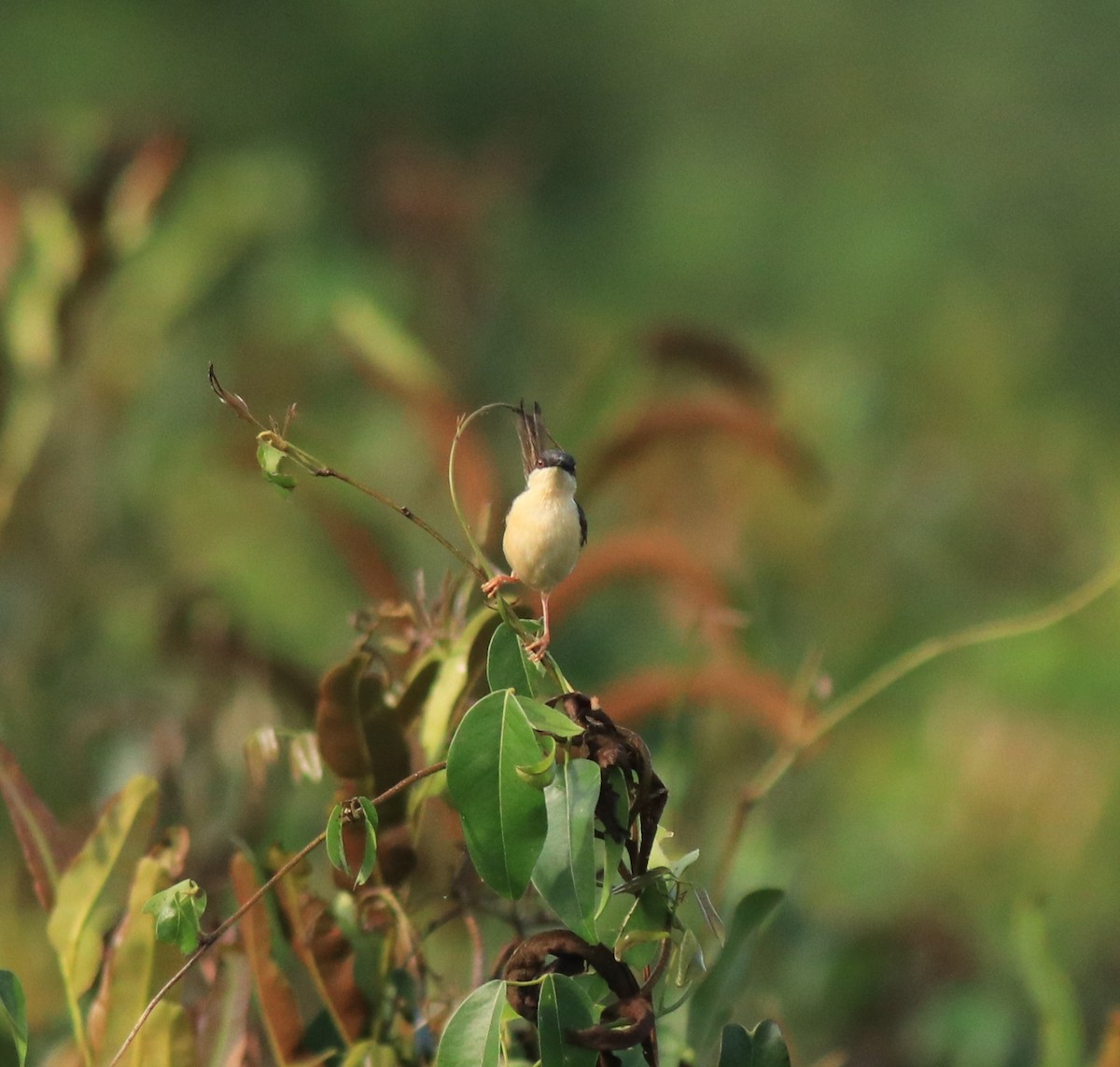 Rostbauchprinie - ML648948187