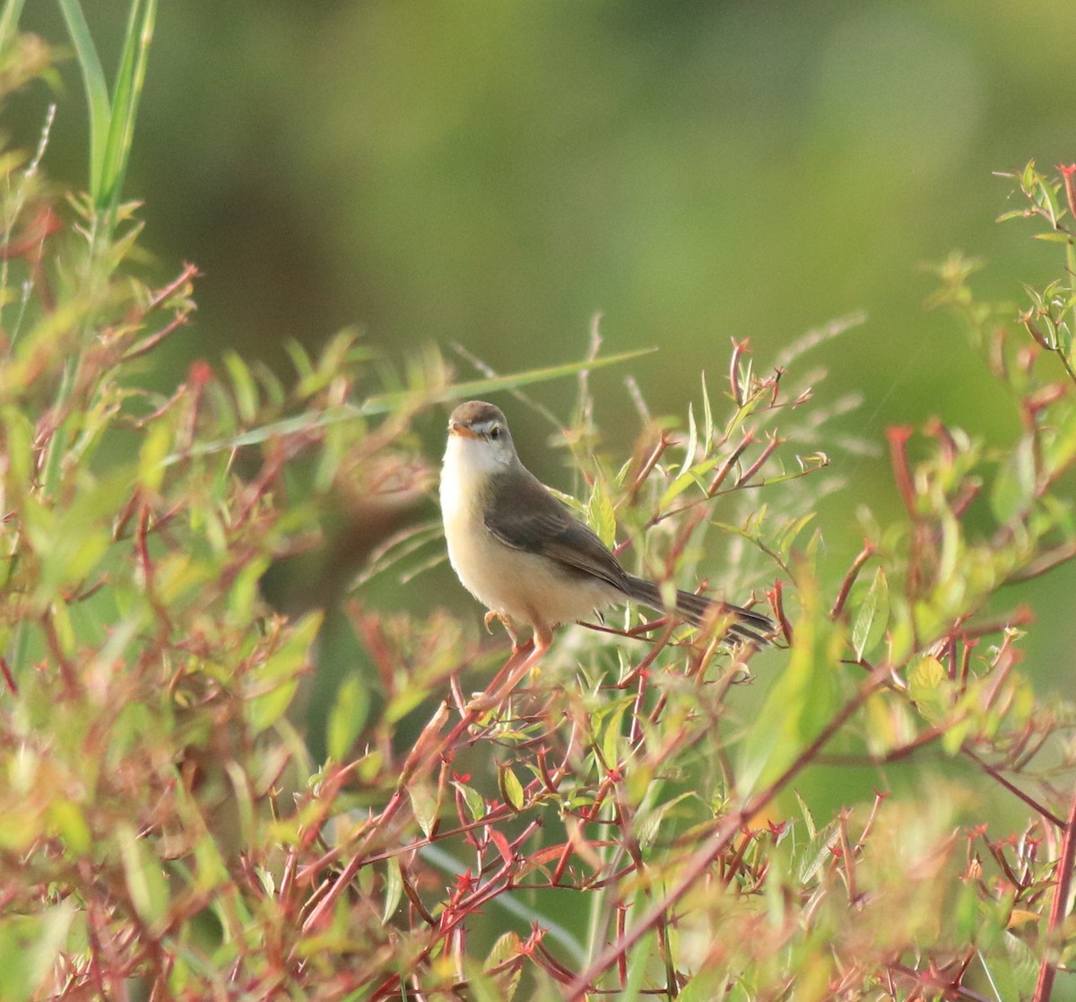 Schlichtprinie - ML648948269