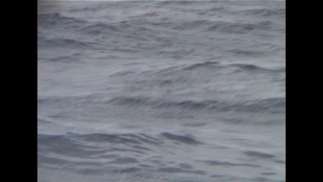 New Zealand Storm-Petrel - ML648948278