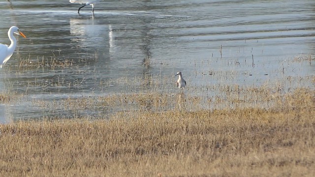 小青足鷸 - ML648948279