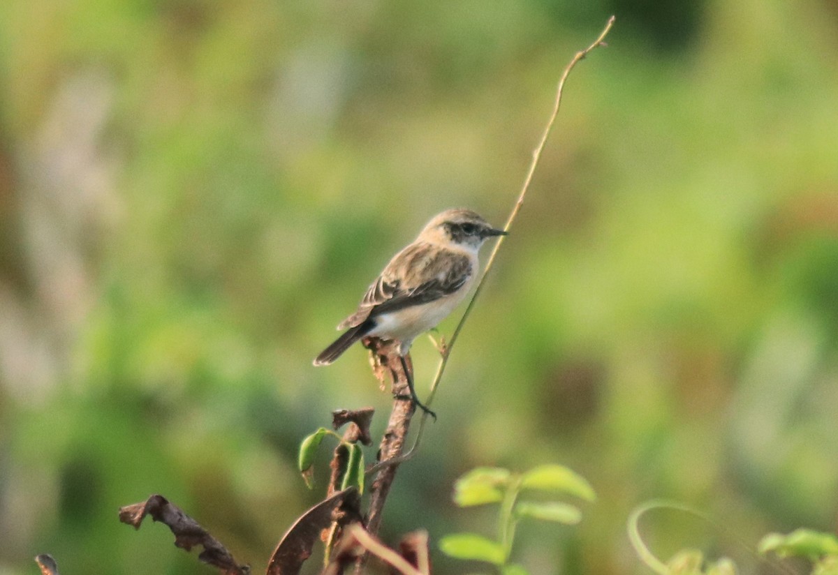 Pallasschwarzkehlchen - ML648948286