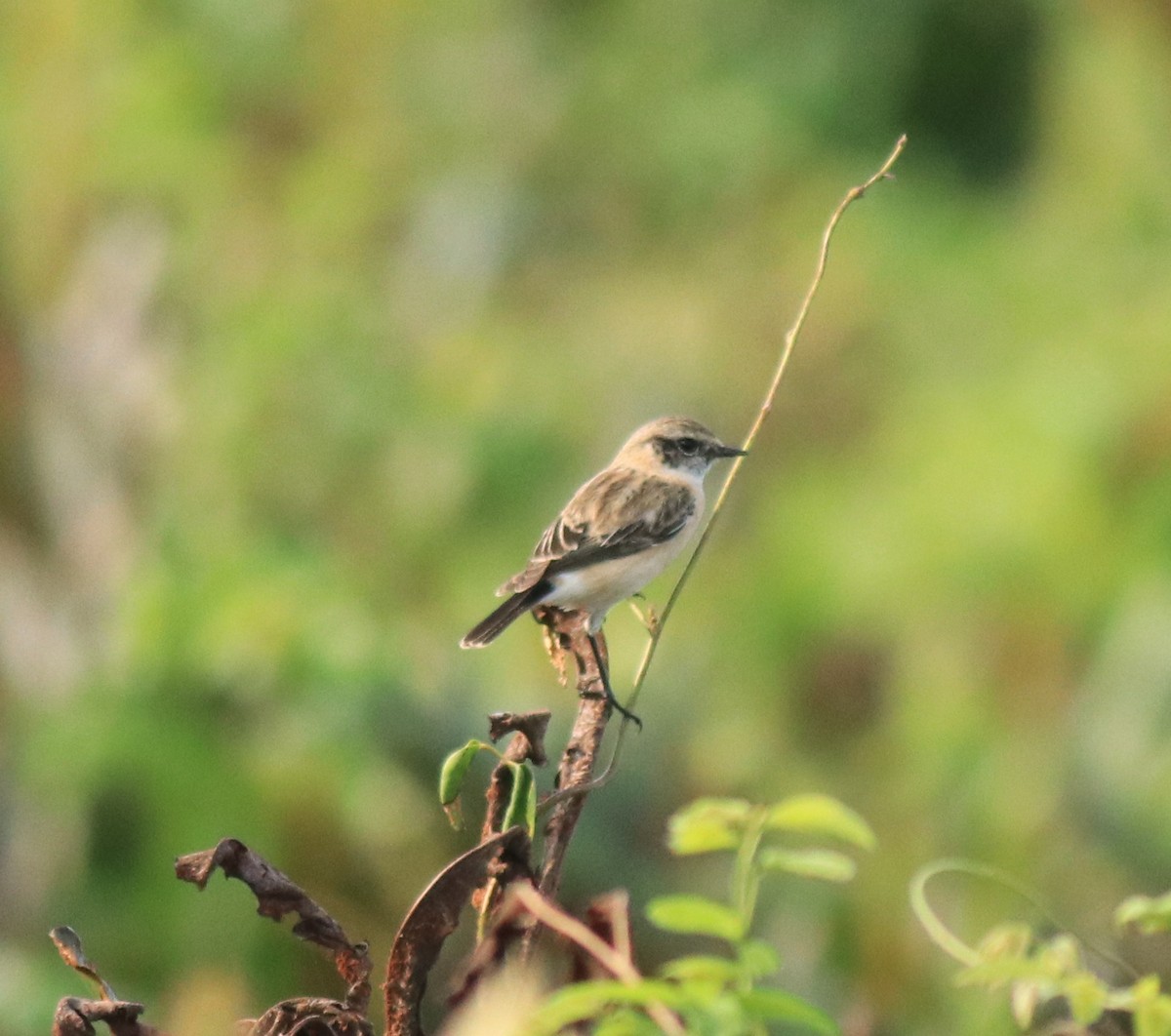 Pallasschwarzkehlchen - ML648948287