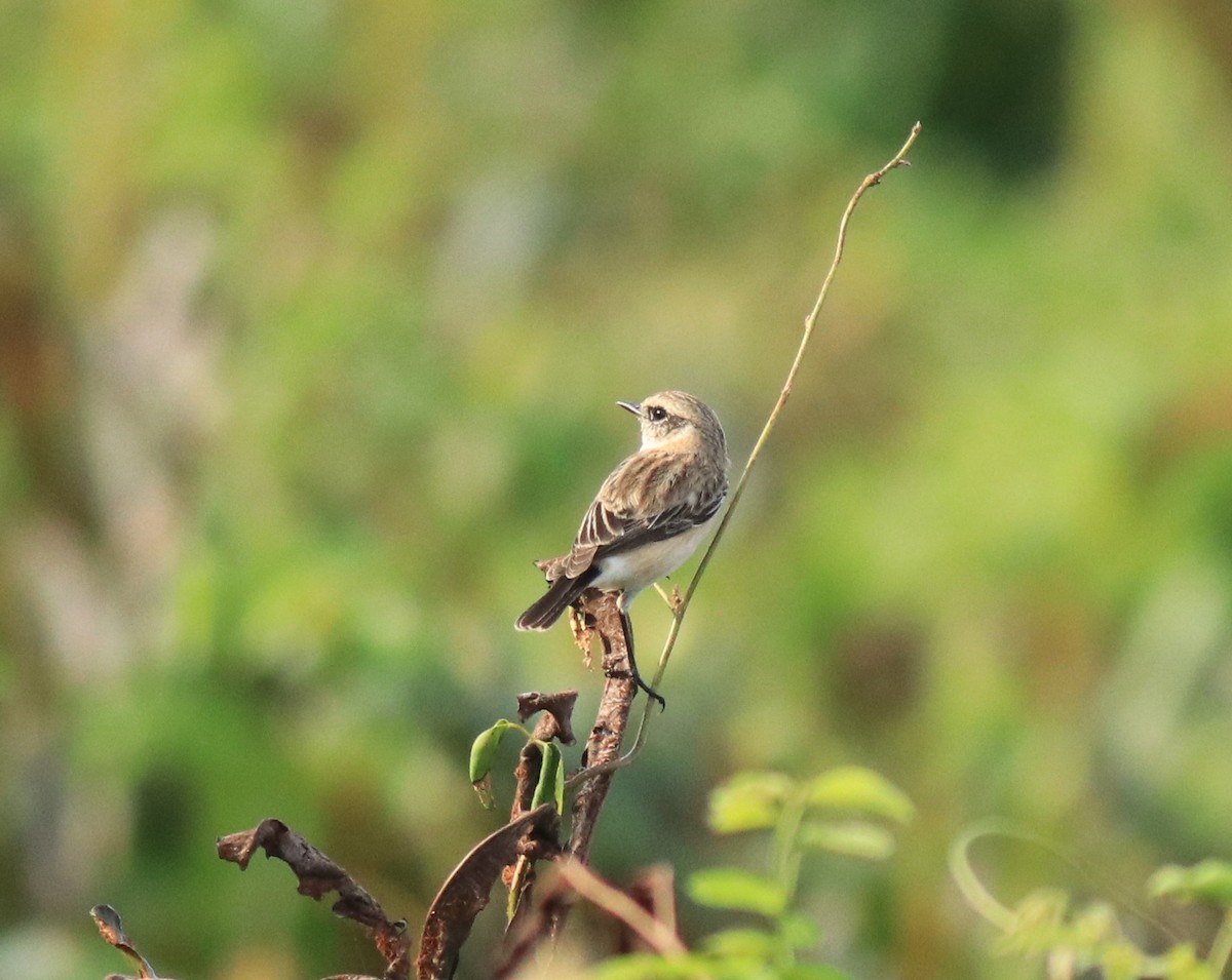 Pallasschwarzkehlchen - ML648948288