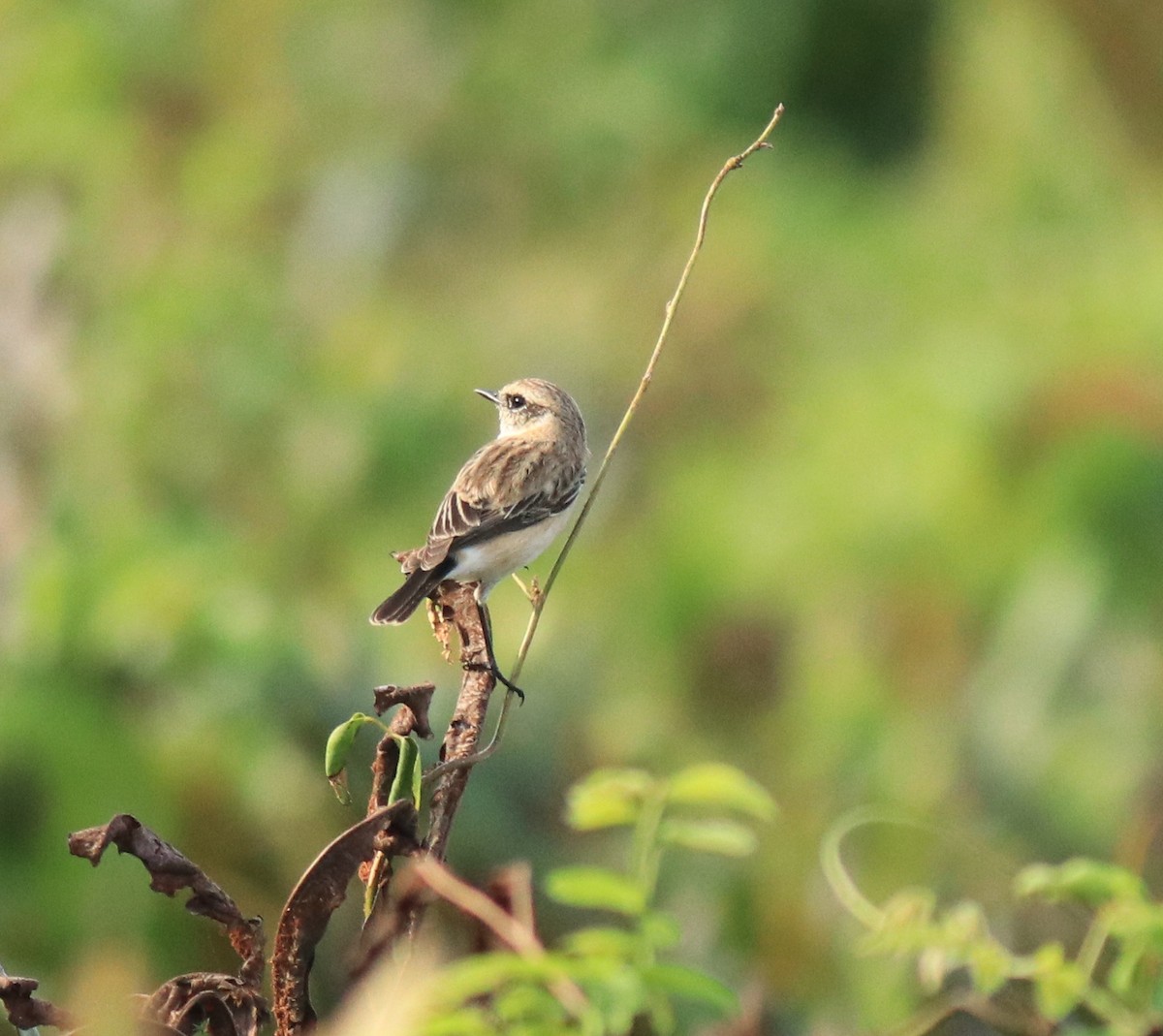 Pallasschwarzkehlchen - ML648948289