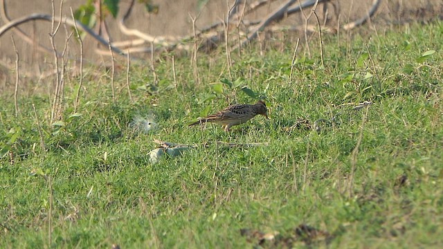 小雲雀 - ML648948298