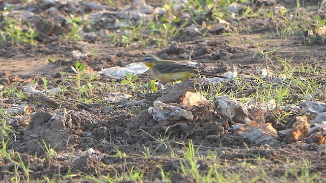 西方黃鶺鴒 - ML648948300