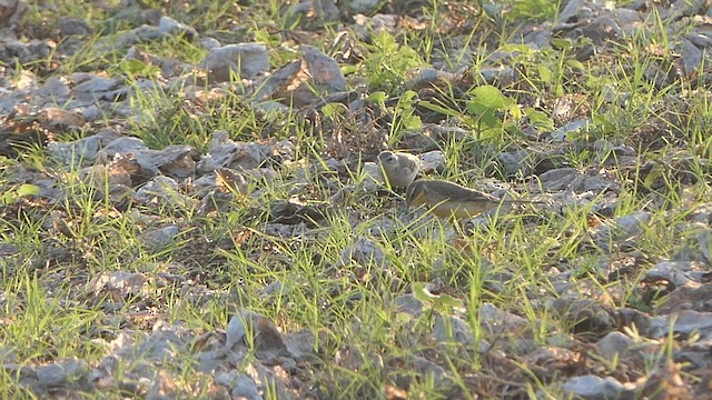 西方黃鶺鴒 - ML648948304