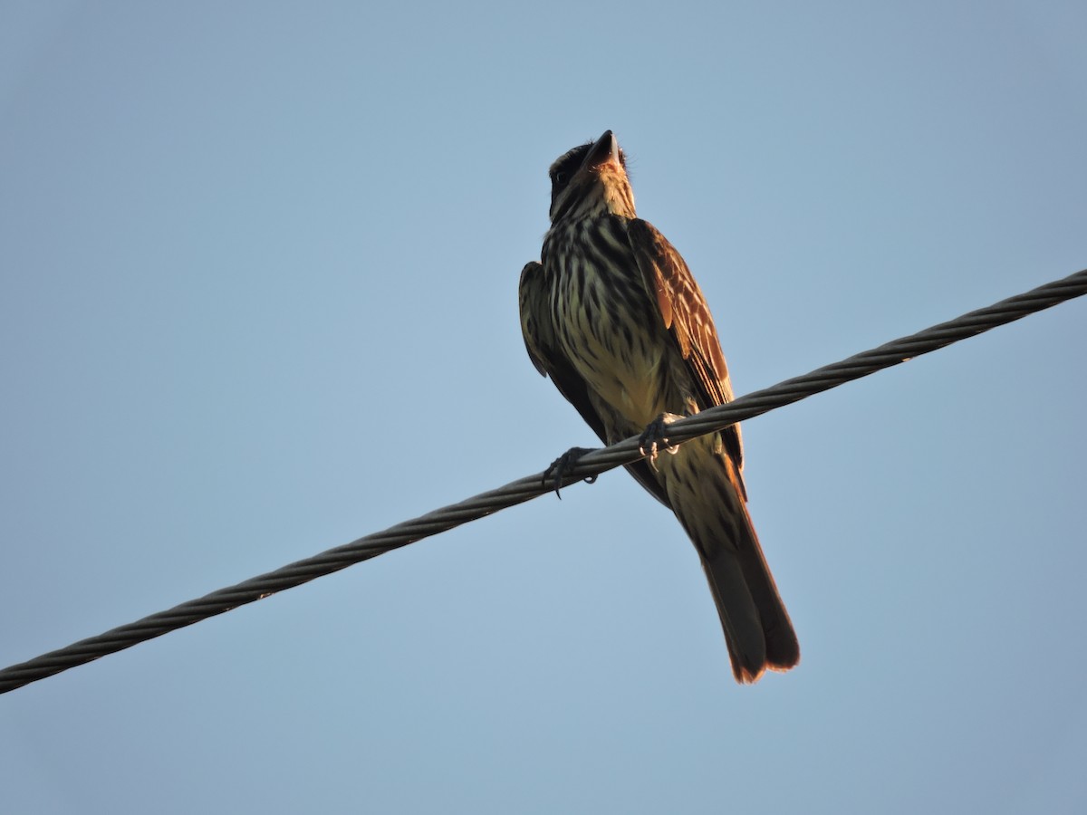 Streaked Flycatcher - ML648948312