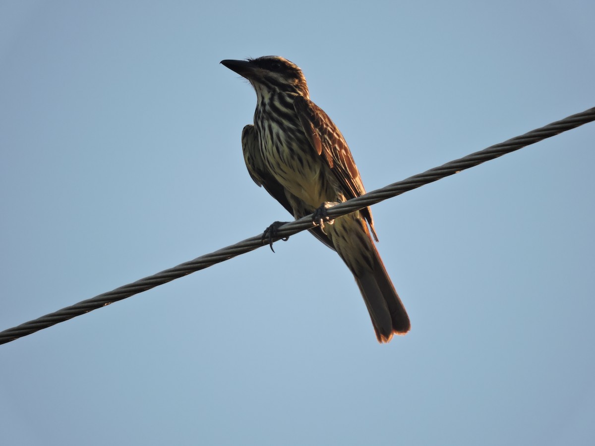 Streaked Flycatcher - ML648948316