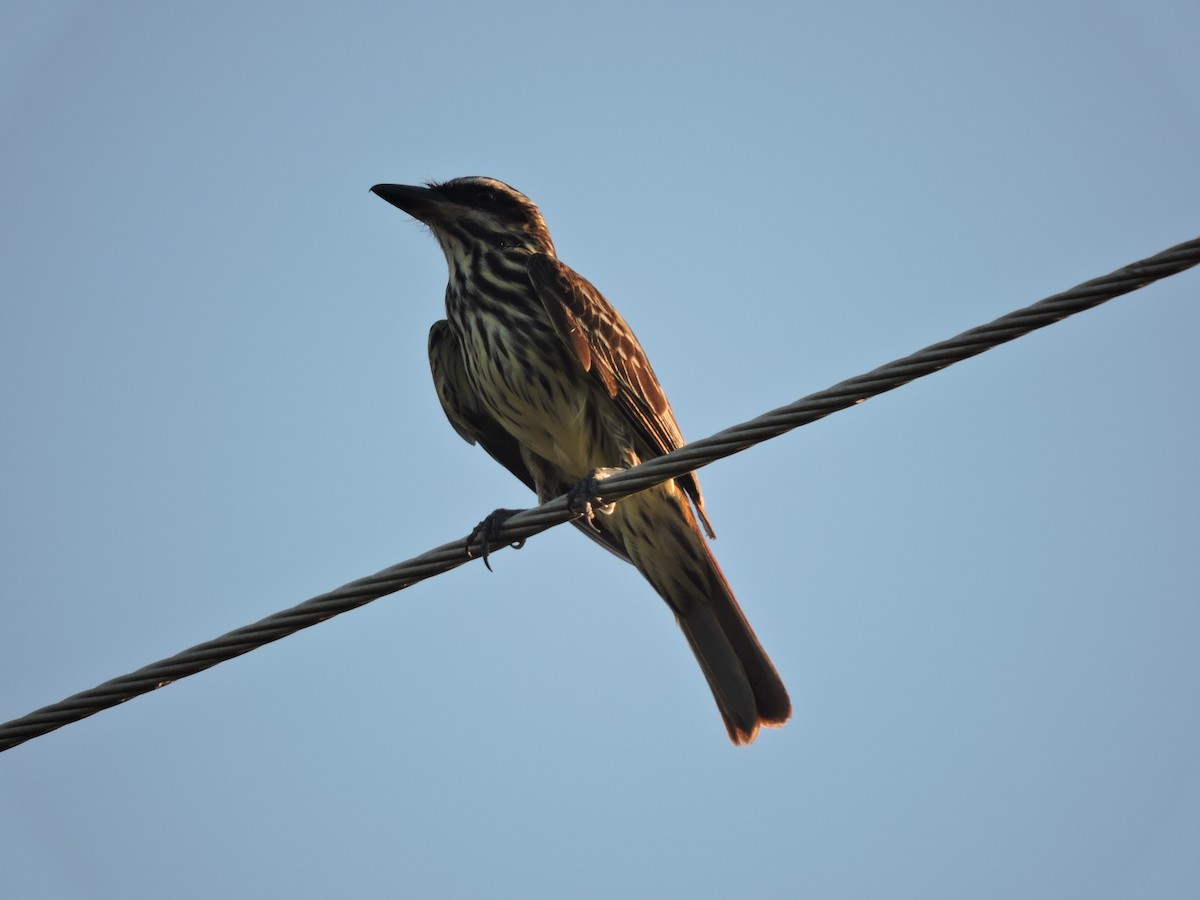 Streaked Flycatcher - ML648948317