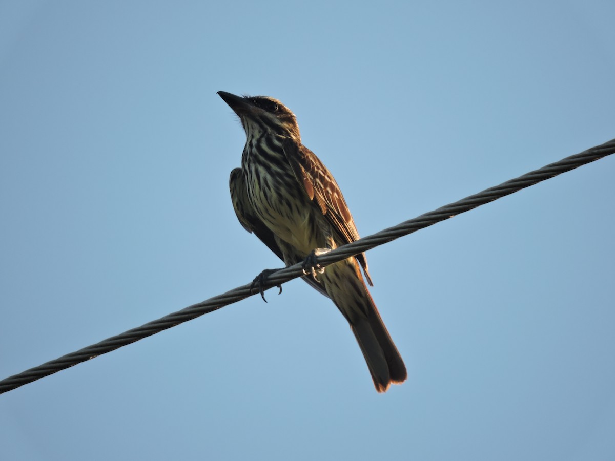 Streaked Flycatcher - ML648948318