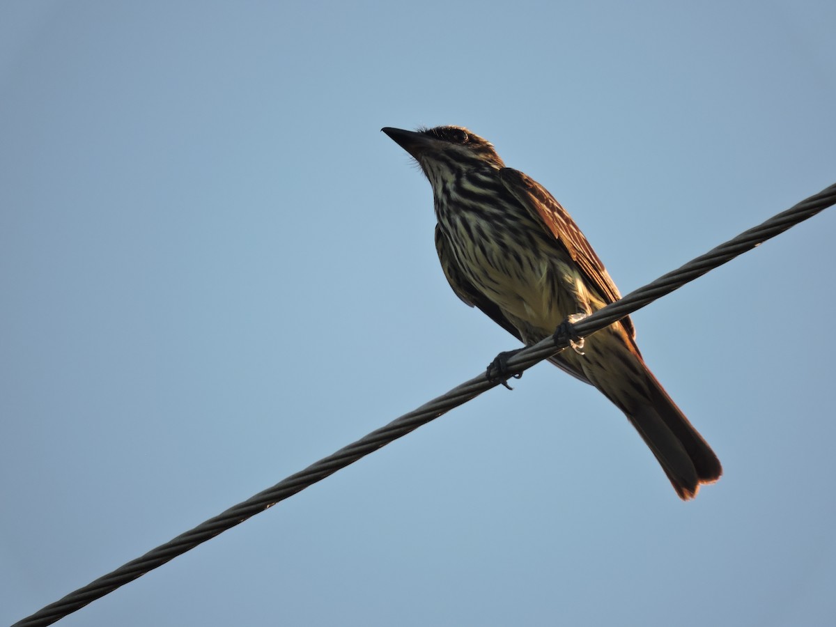 Streaked Flycatcher - ML648948319
