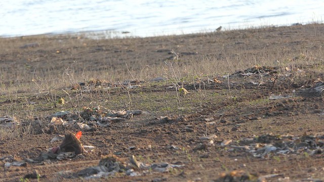 西方黃鶺鴒 - ML648948321