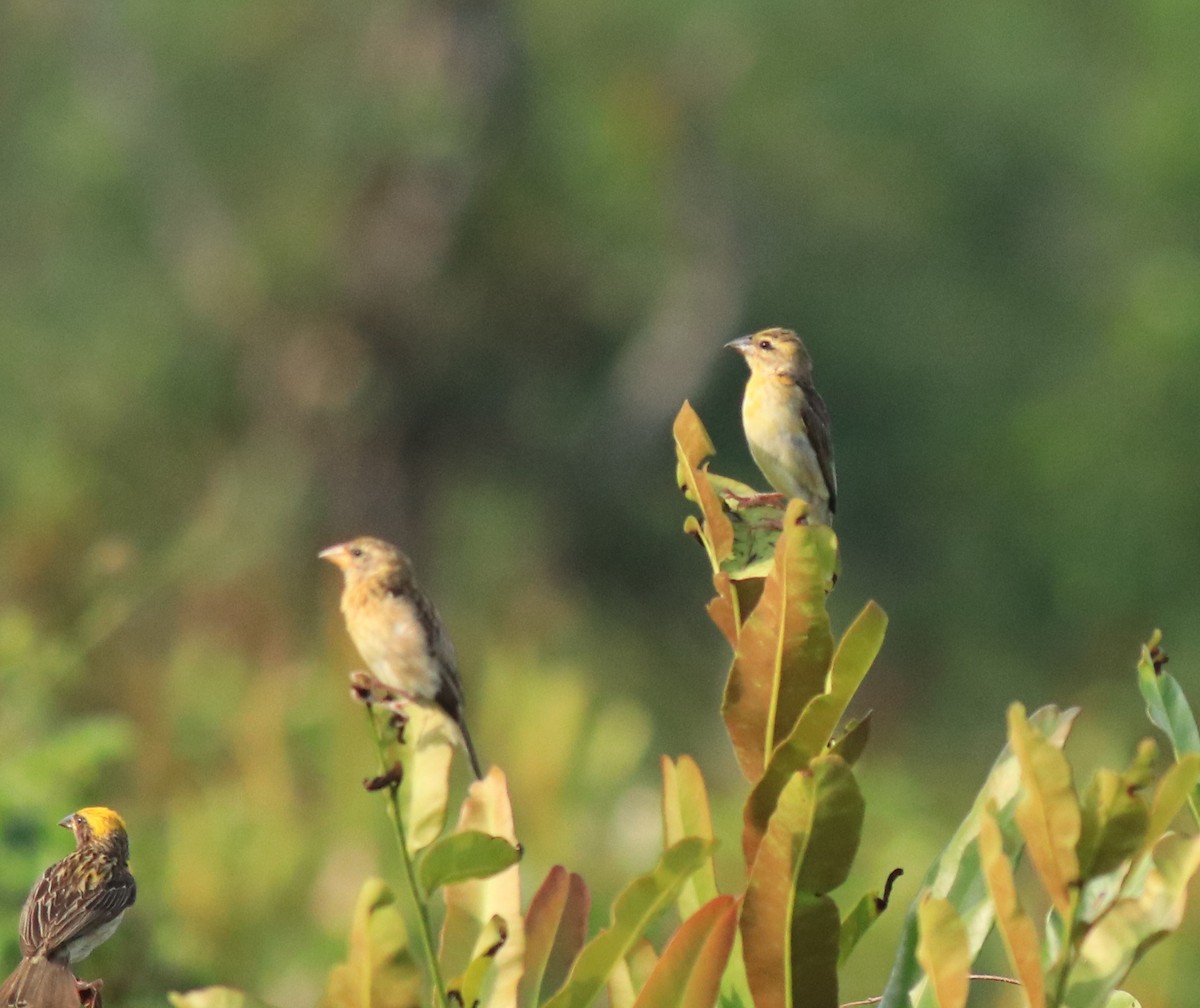 Bayaweber - ML648948329