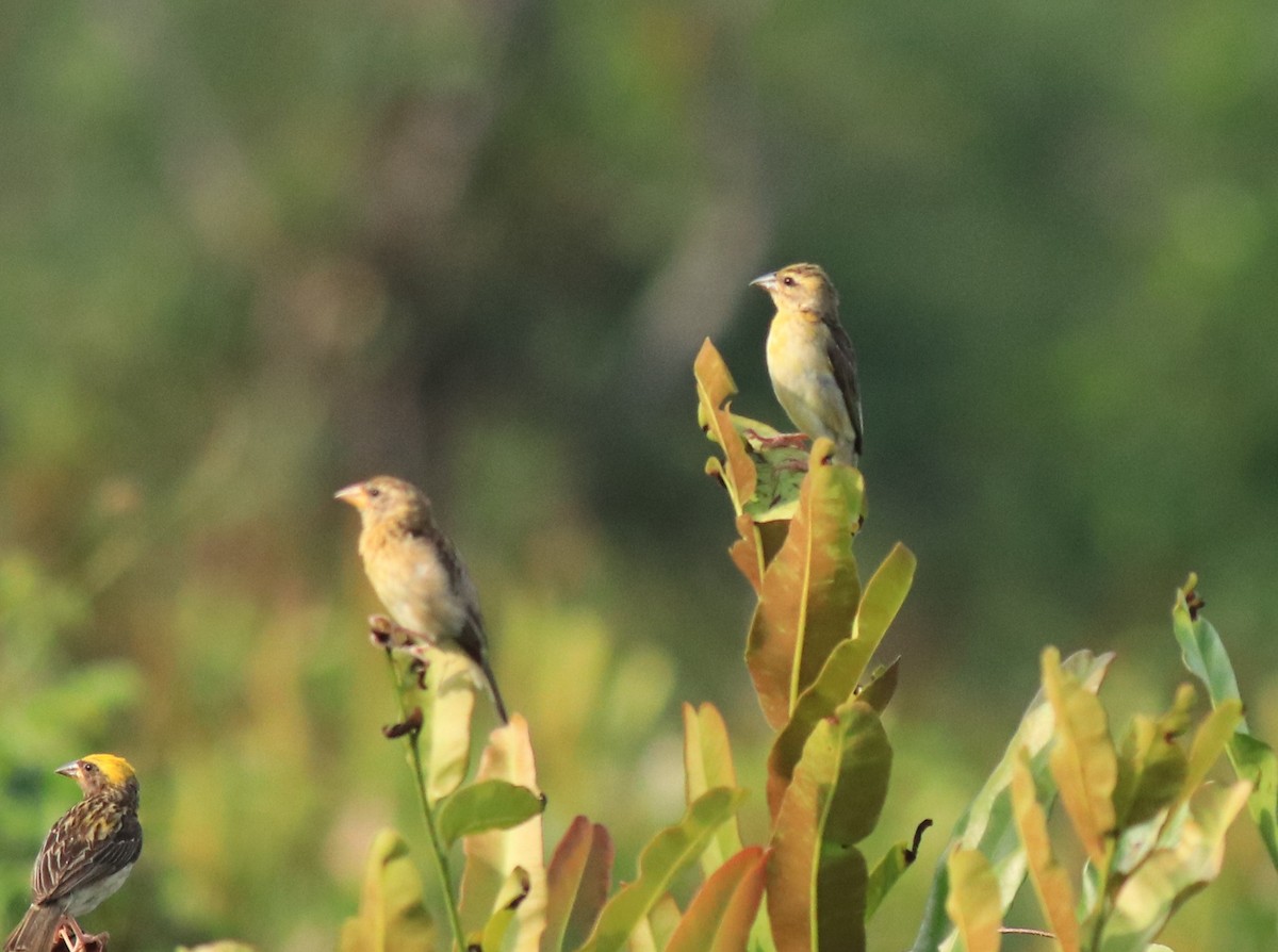 Bayaweber - ML648948330