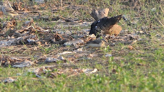 西方黃鶺鴒 - ML648948332