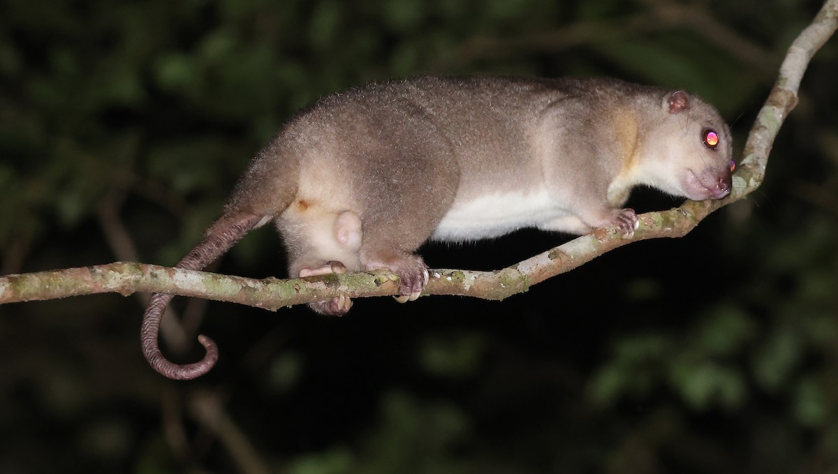 Northern Common Cuscus - ML648948334