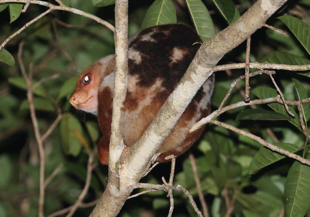 Common Spotted Cuscus - ML648948335