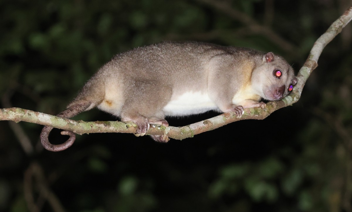Northern Common Cuscus - ML648948336
