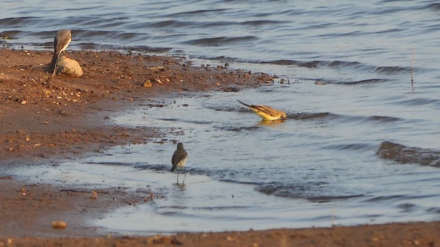 西方黃鶺鴒 - ML648948339