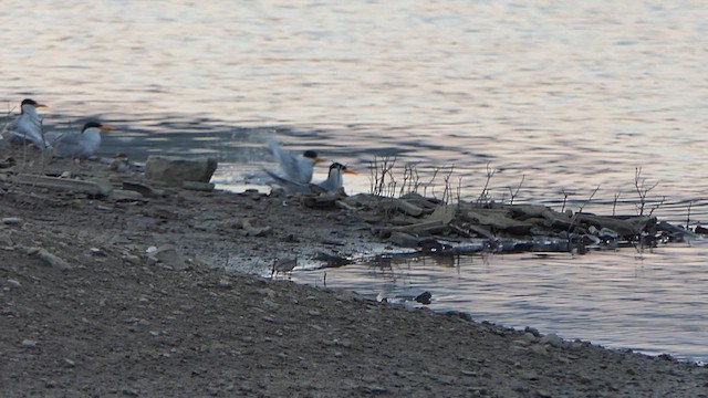 River Tern - ML648948354