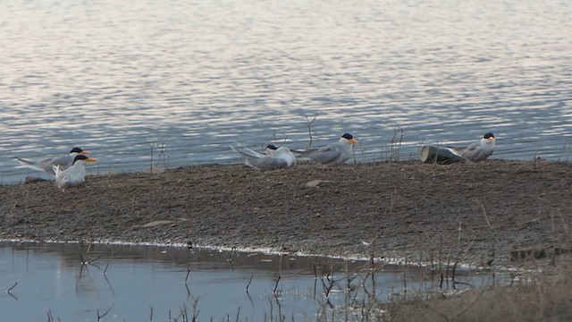 River Tern - ML648948359